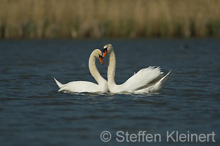 035 Höckerschwan - Paarung (Cygnus olor)